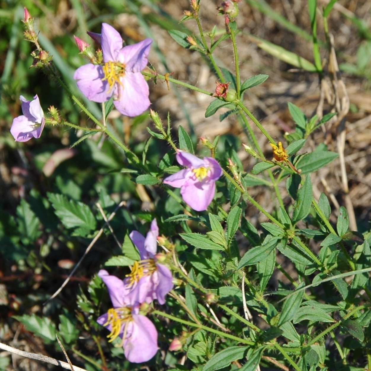 Plants of Louisiana