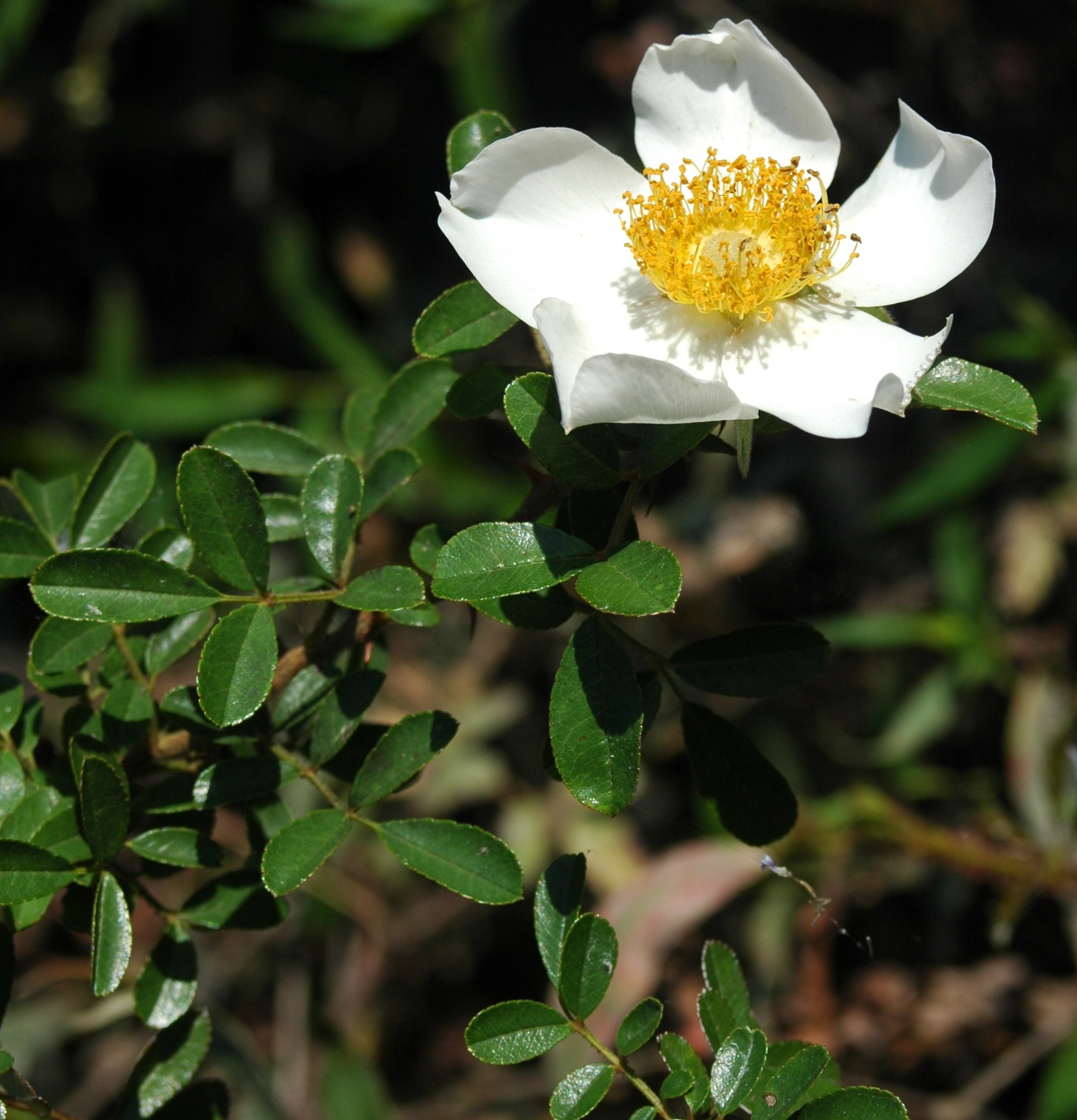 Plants of Louisiana