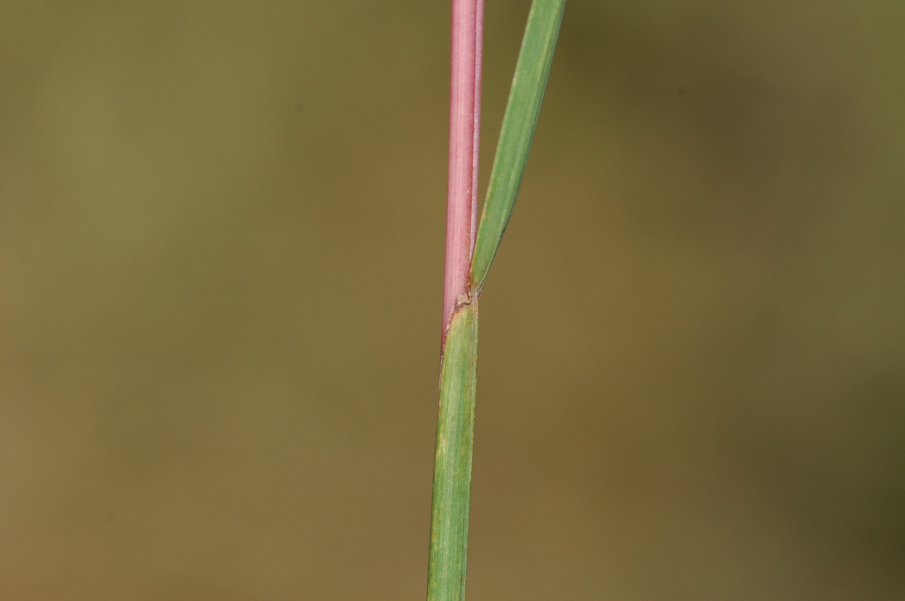 schizachyrium scoparium leaf