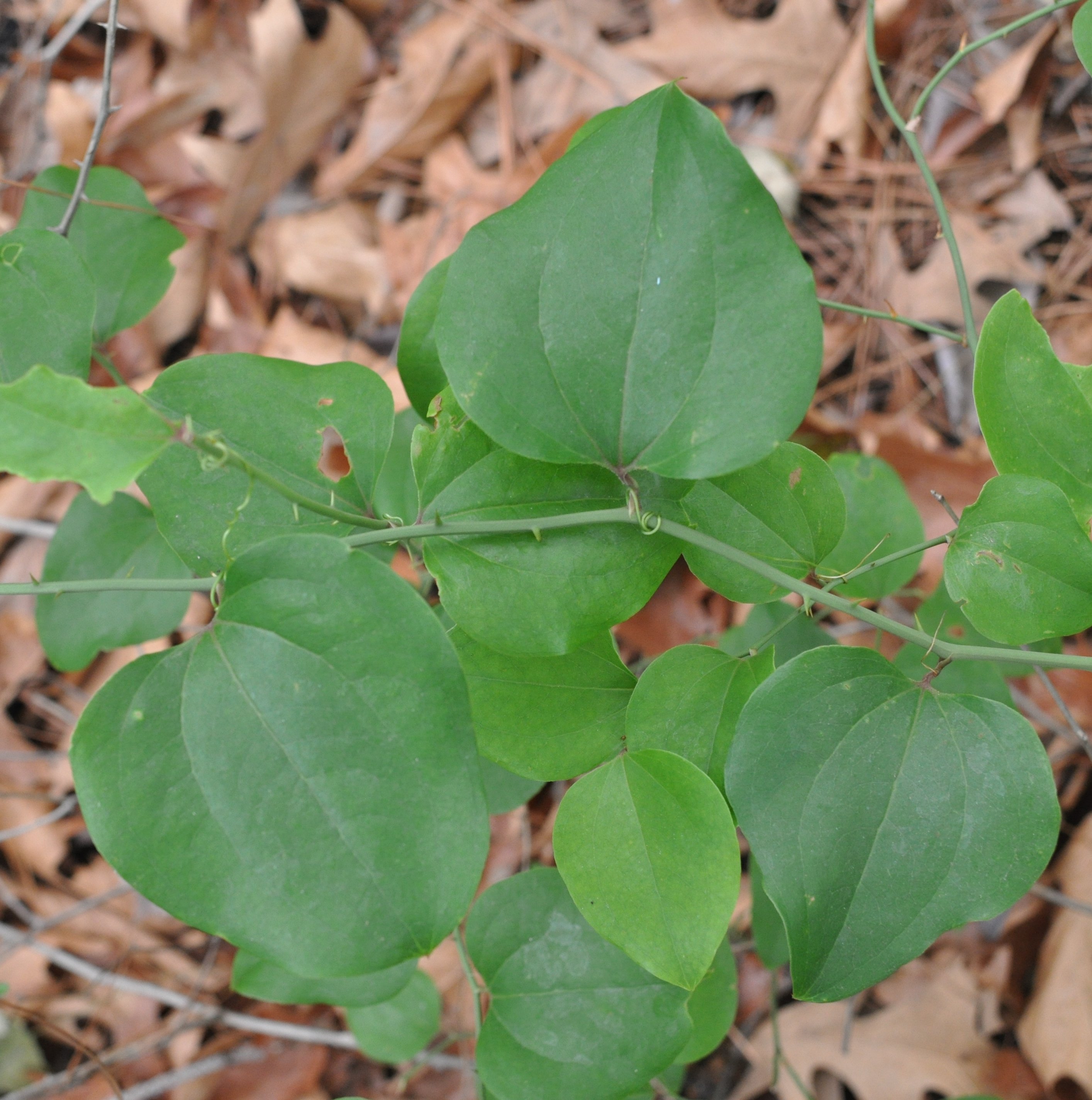 knorriger olivenbaum kaufen Olivenbaum – Olea europaea 'Koroneiki' (Pon Pon) (Balance) – Blupf by  Kitzinger main image 1