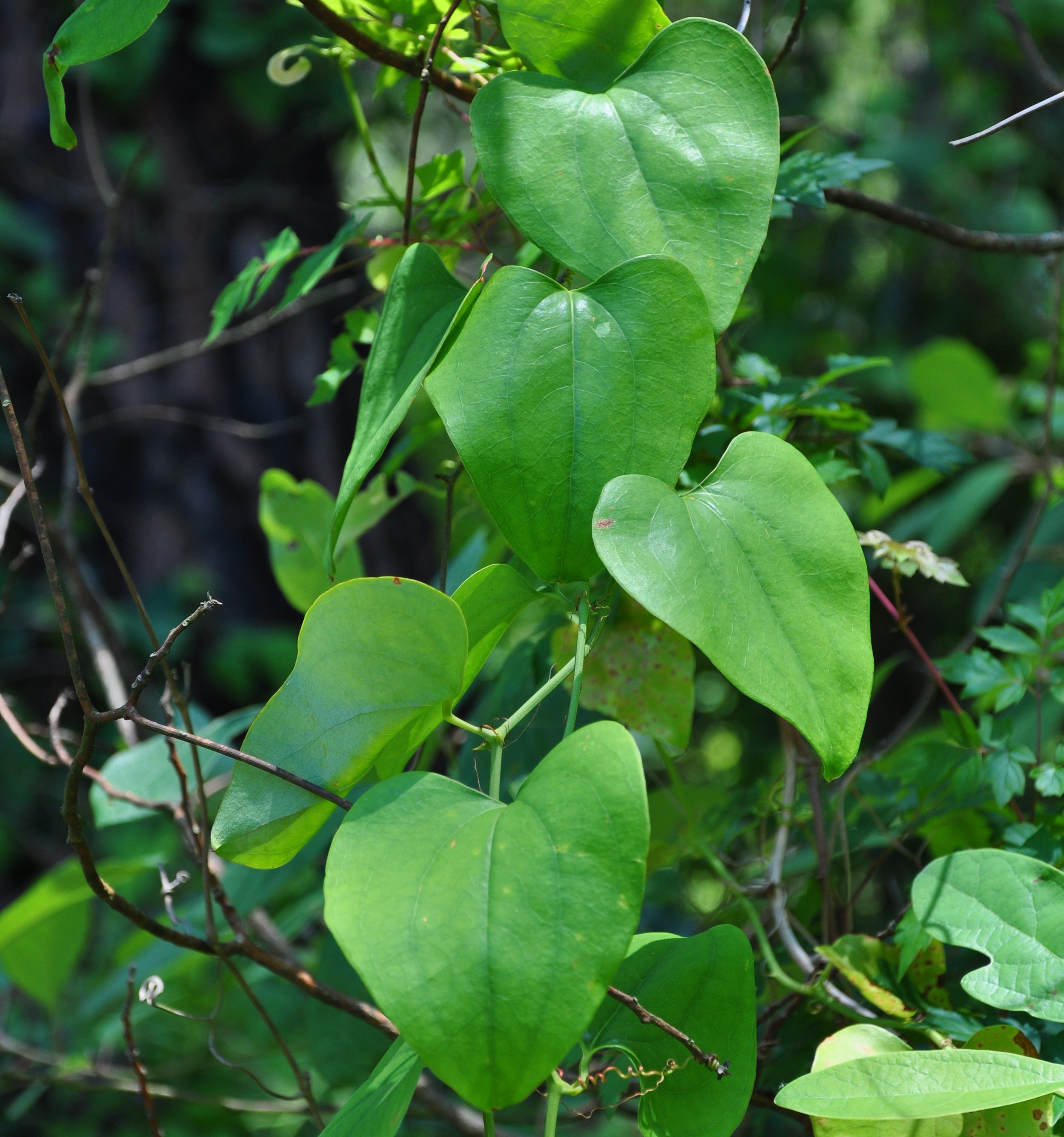 Plants of Louisiana