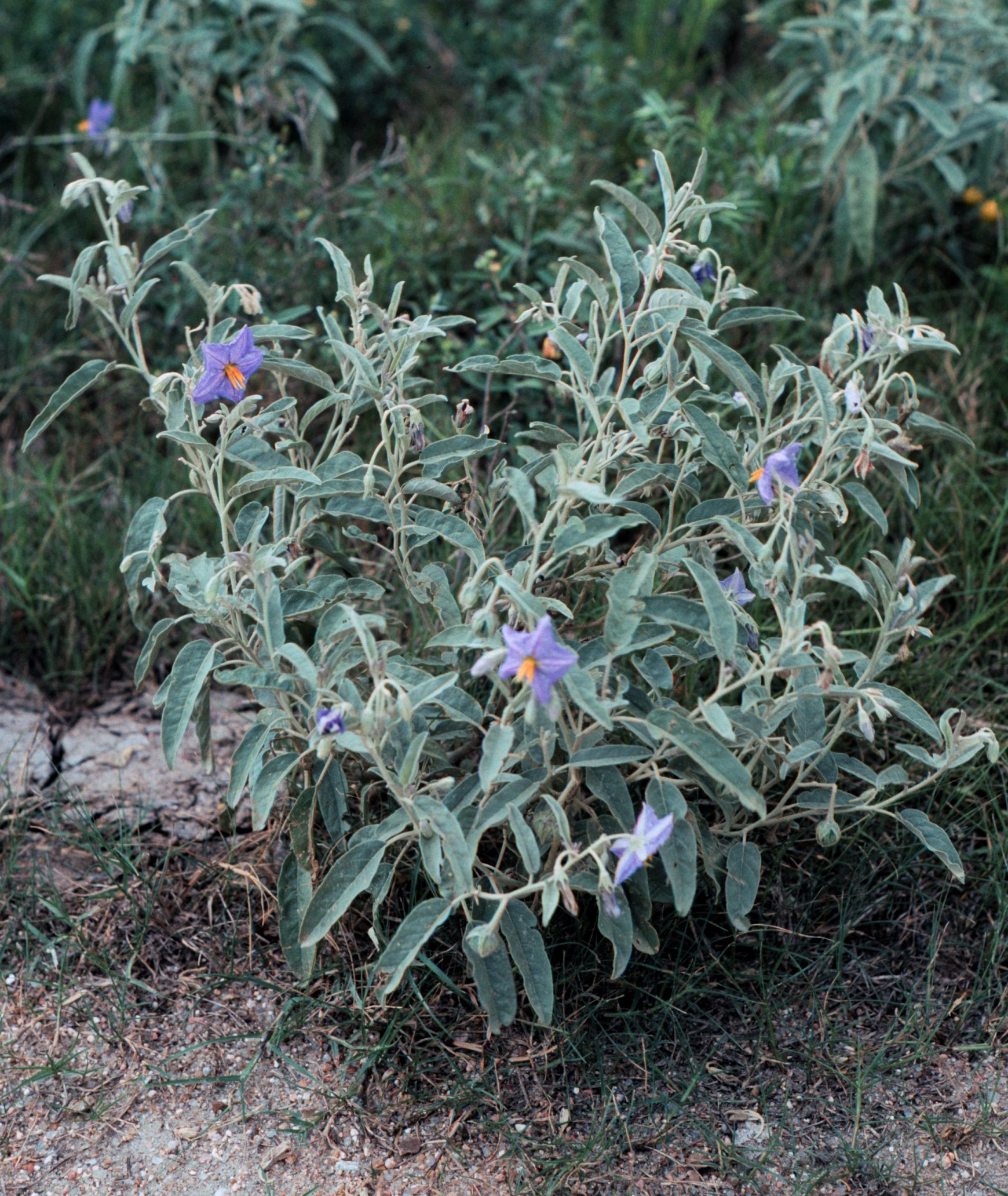 Plants Of Louisiana