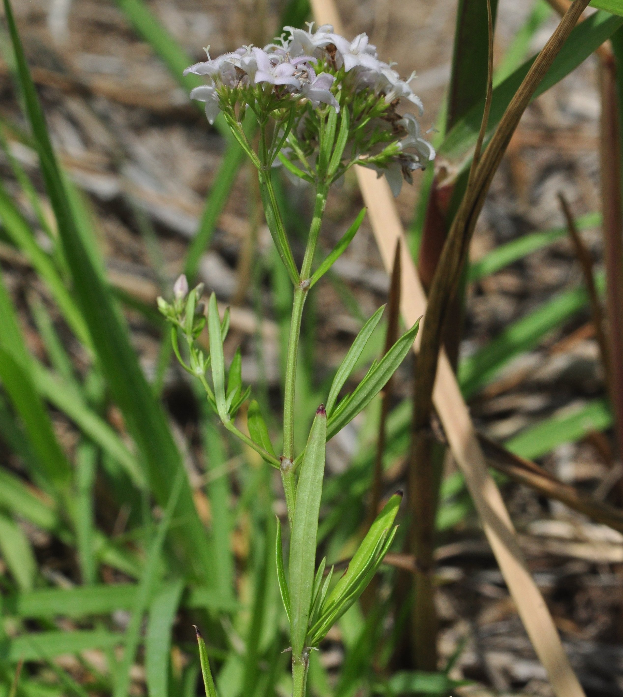 Diamond flowers (Stenaria nigricans) Flower, Leaf, Care, Uses - PictureThis