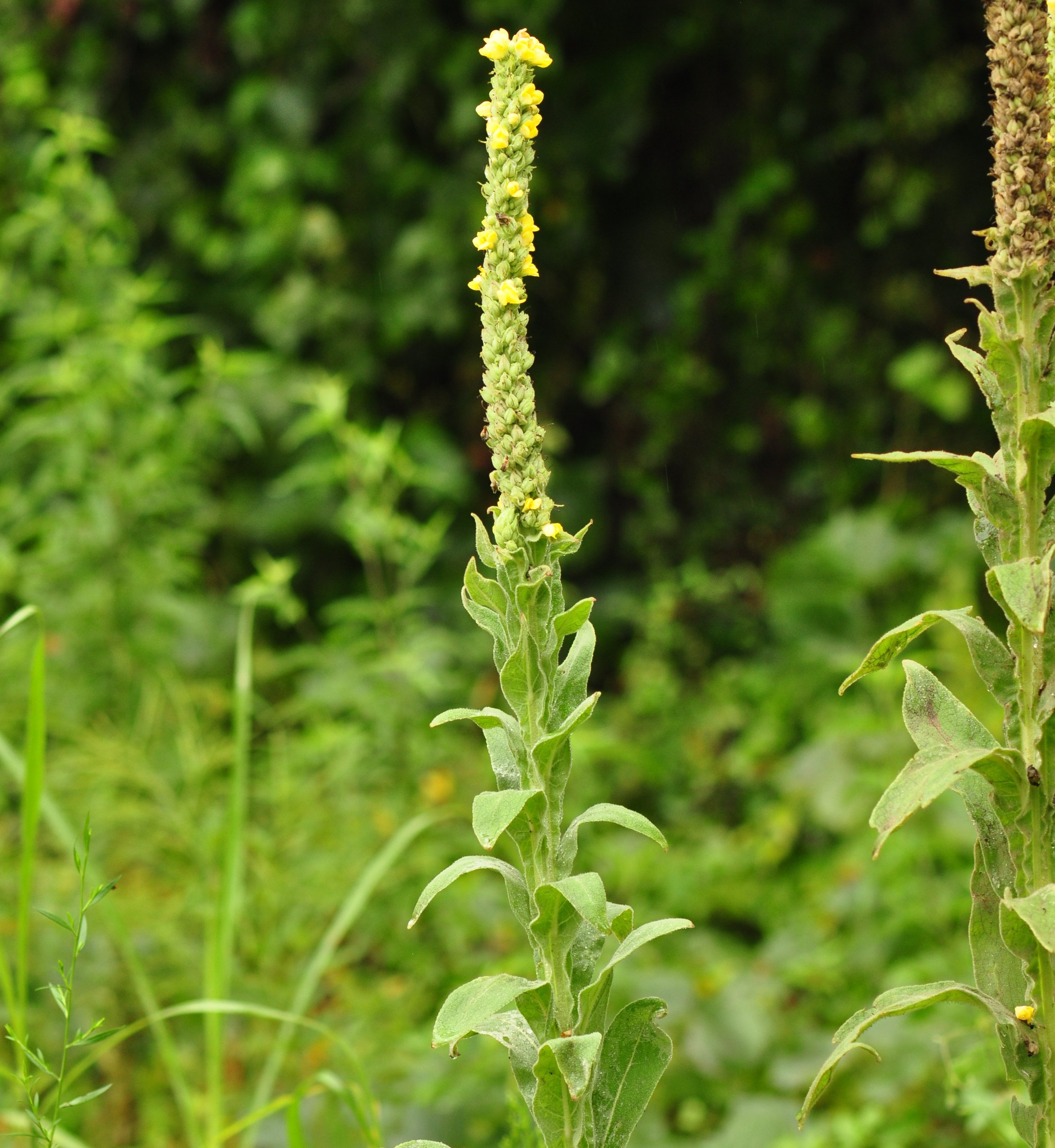 Verbascum Thapsus