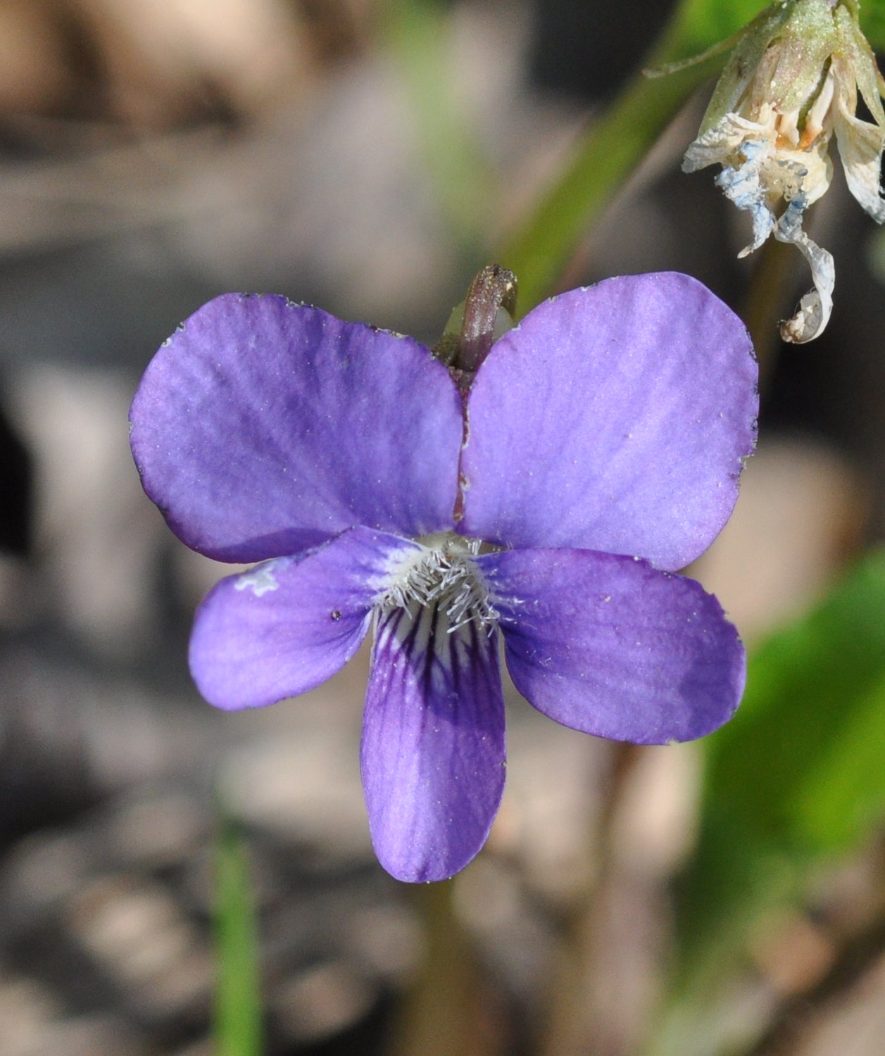 Plants of Louisiana