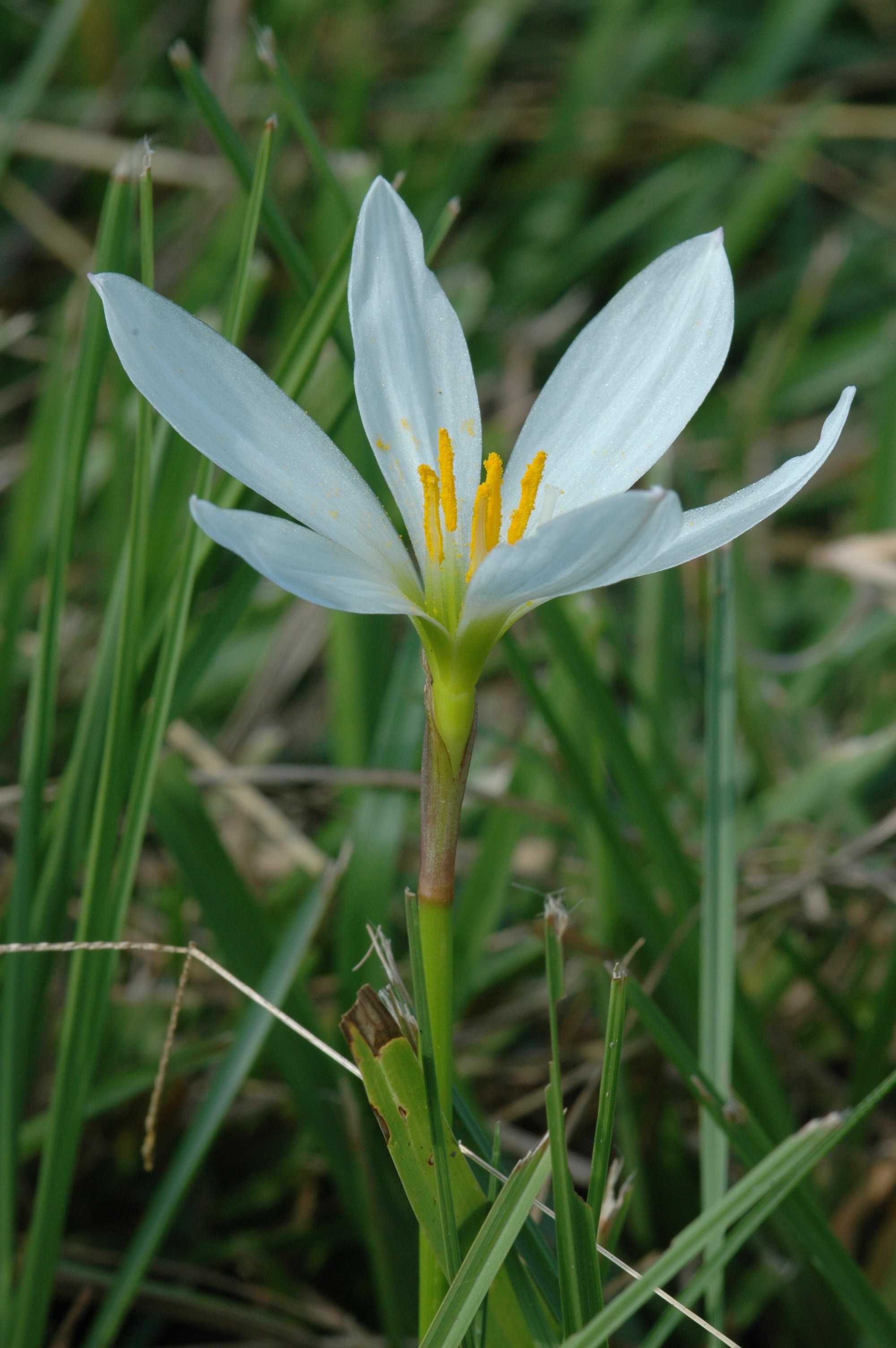 Plants of Louisiana