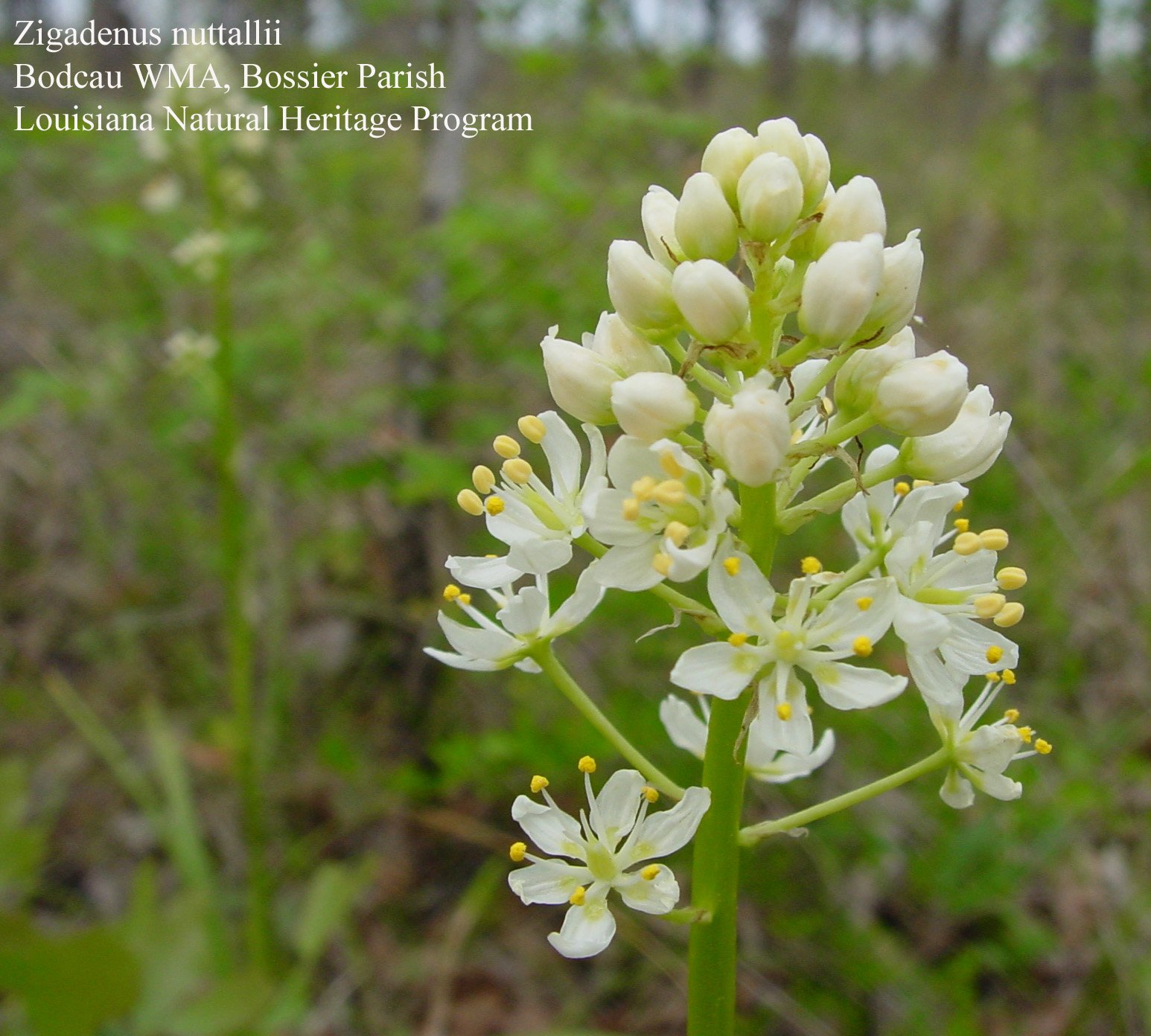 Plants of Louisiana