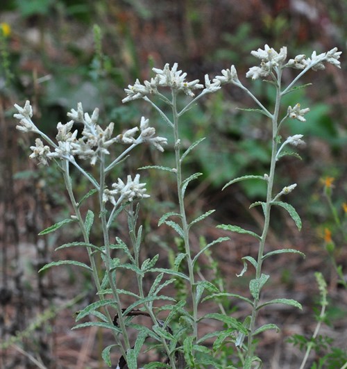 rabbit tobacco life everlasting plant Tom Poland: That legendary plant, Rabbit Tobacco Seeds from Alchemy